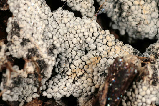 Image of Ashen Slime Mold