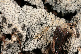 Image of Ashen Slime Mold