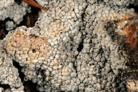 Image of Ashen Slime Mold