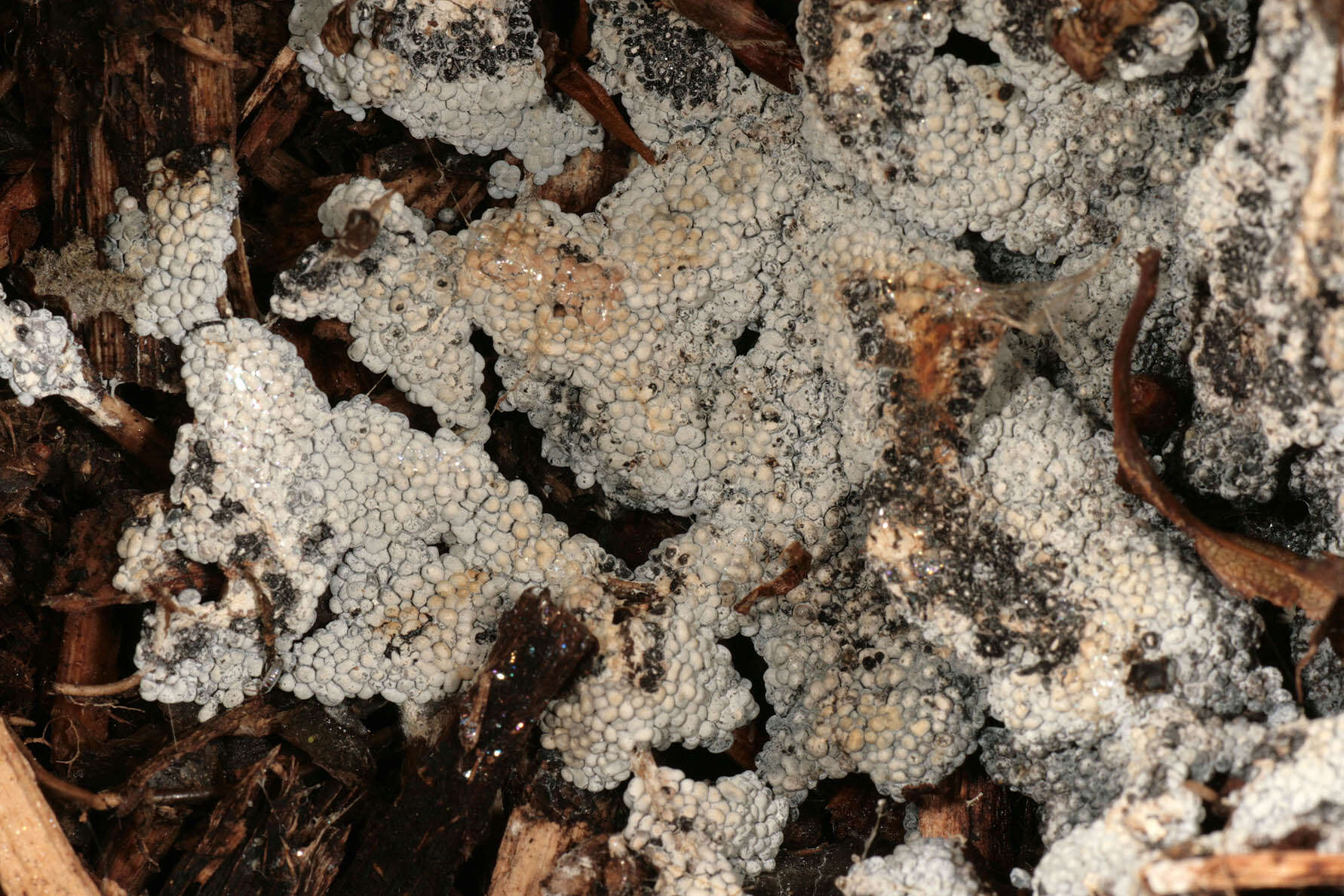 Image of Ashen Slime Mold