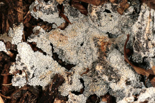 Image of Ashen Slime Mold