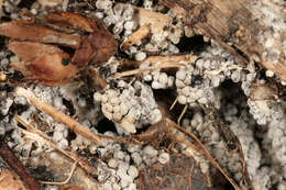 Image of Ashen Slime Mold