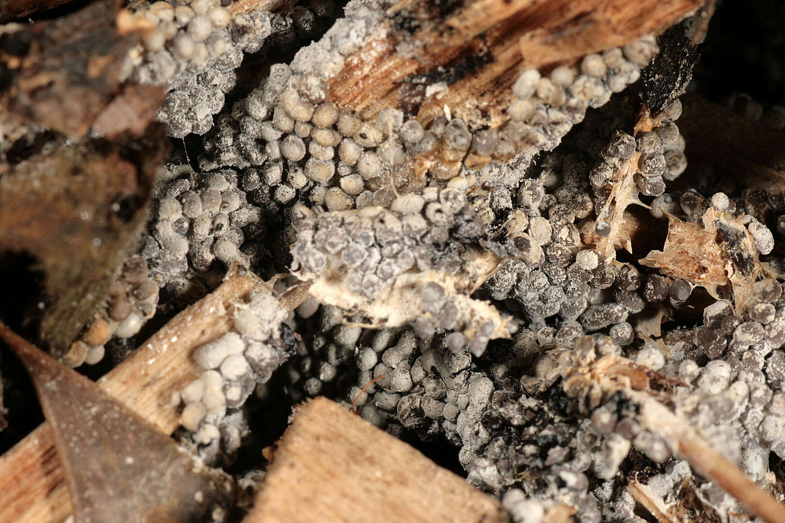 Image of Ashen Slime Mold