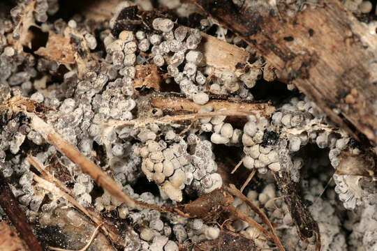 Image of Ashen Slime Mold