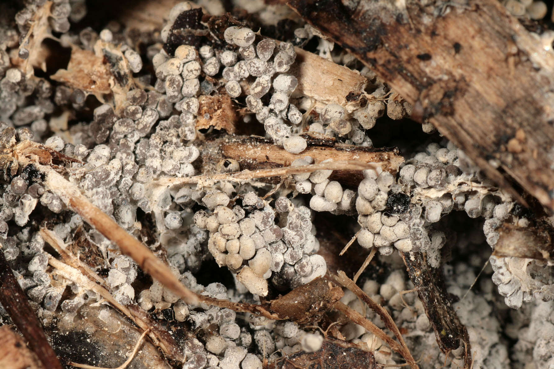 Image of Ashen Slime Mold