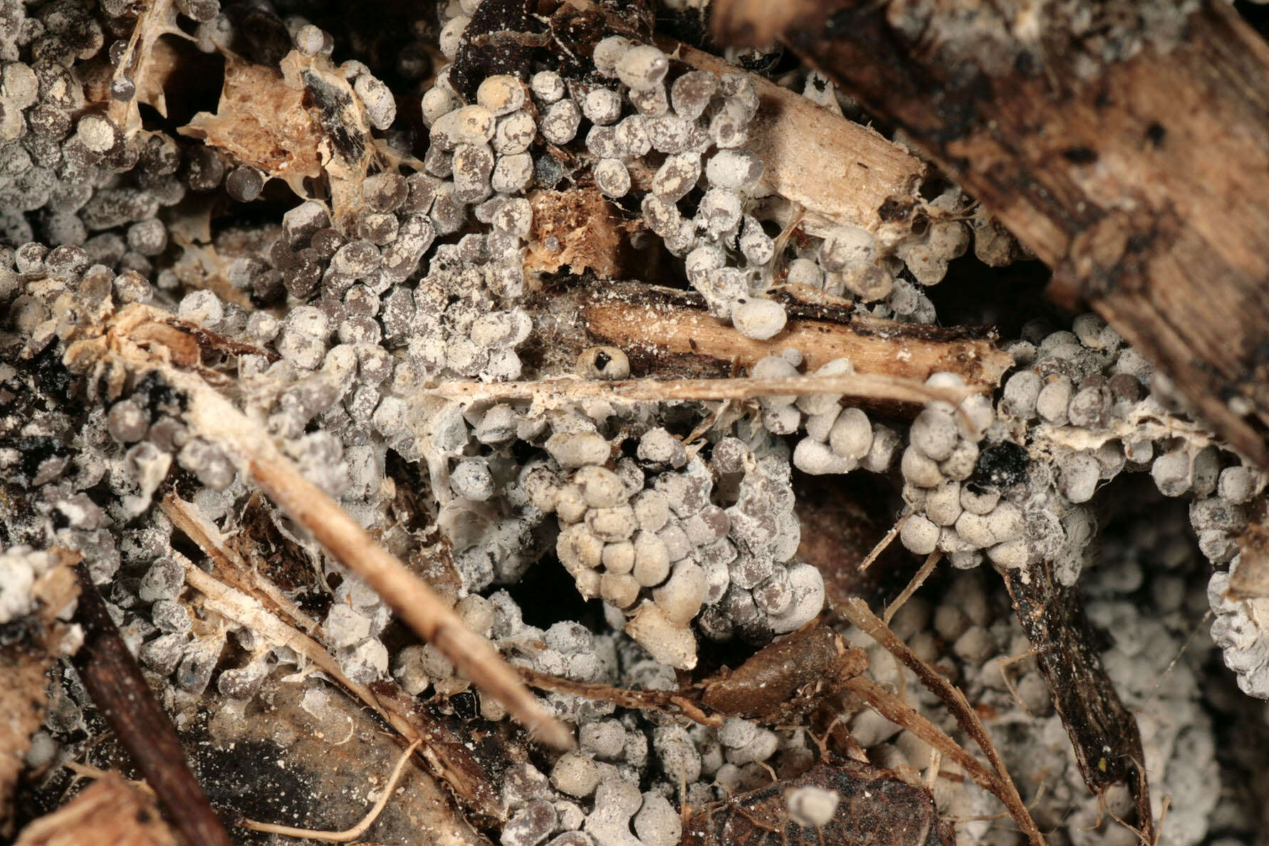 Image of Ashen Slime Mold