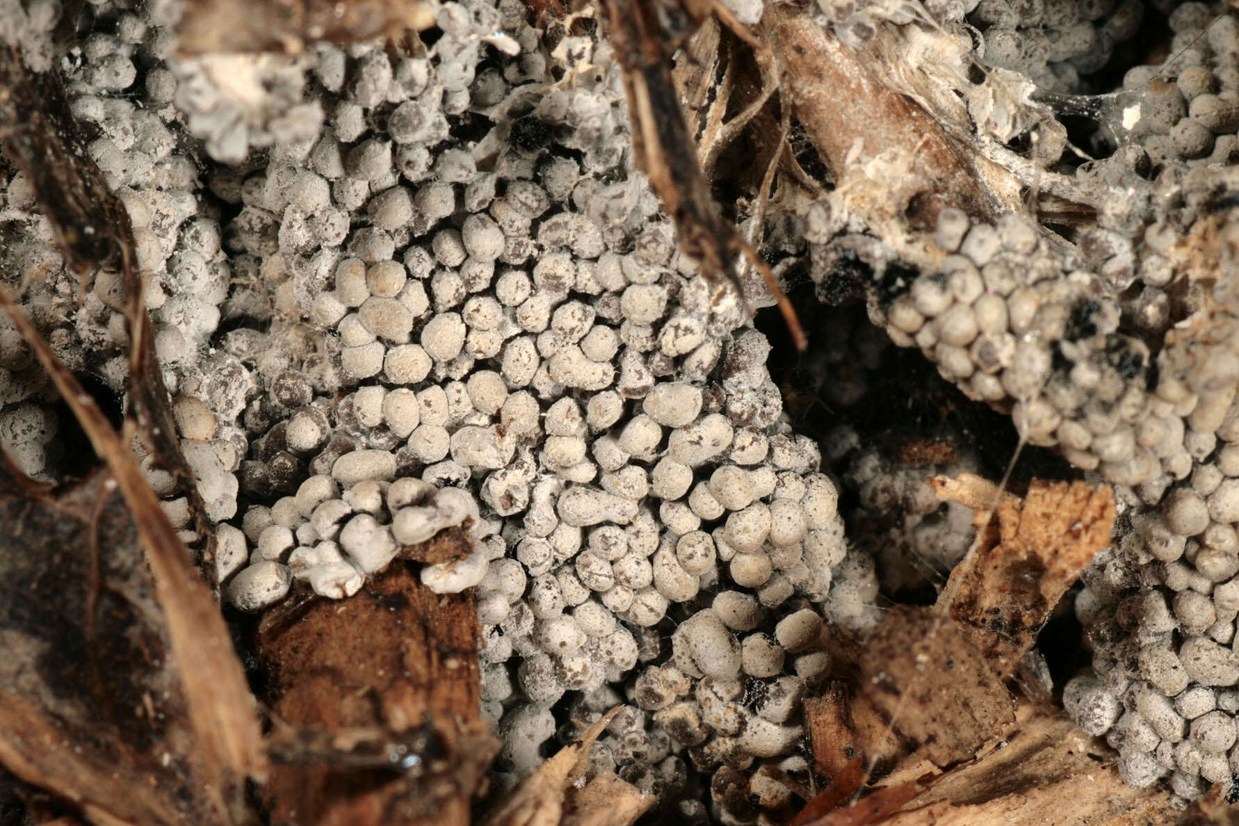 Image of Ashen Slime Mold