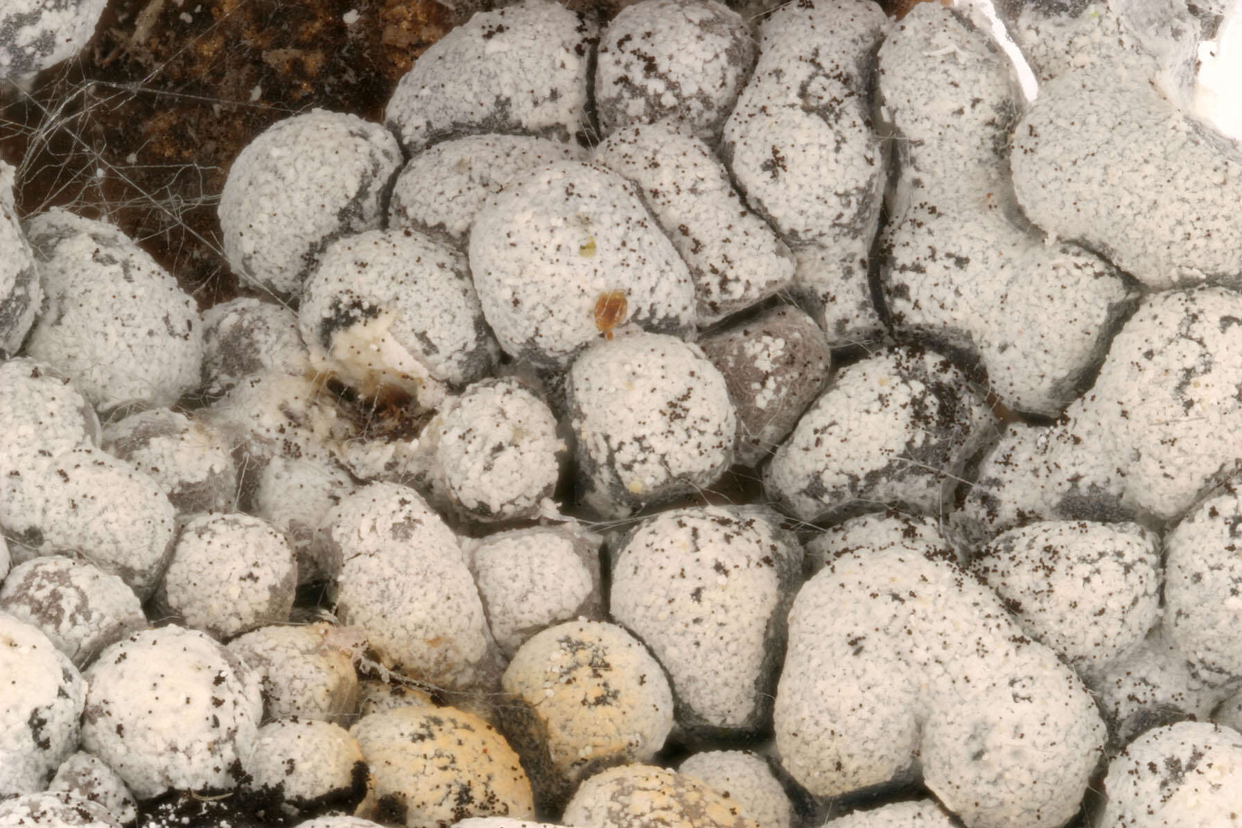 Image of Ashen Slime Mold