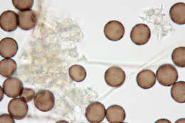 Image of Didymium squamulosum