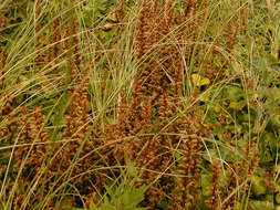 Image of ivy broomrape