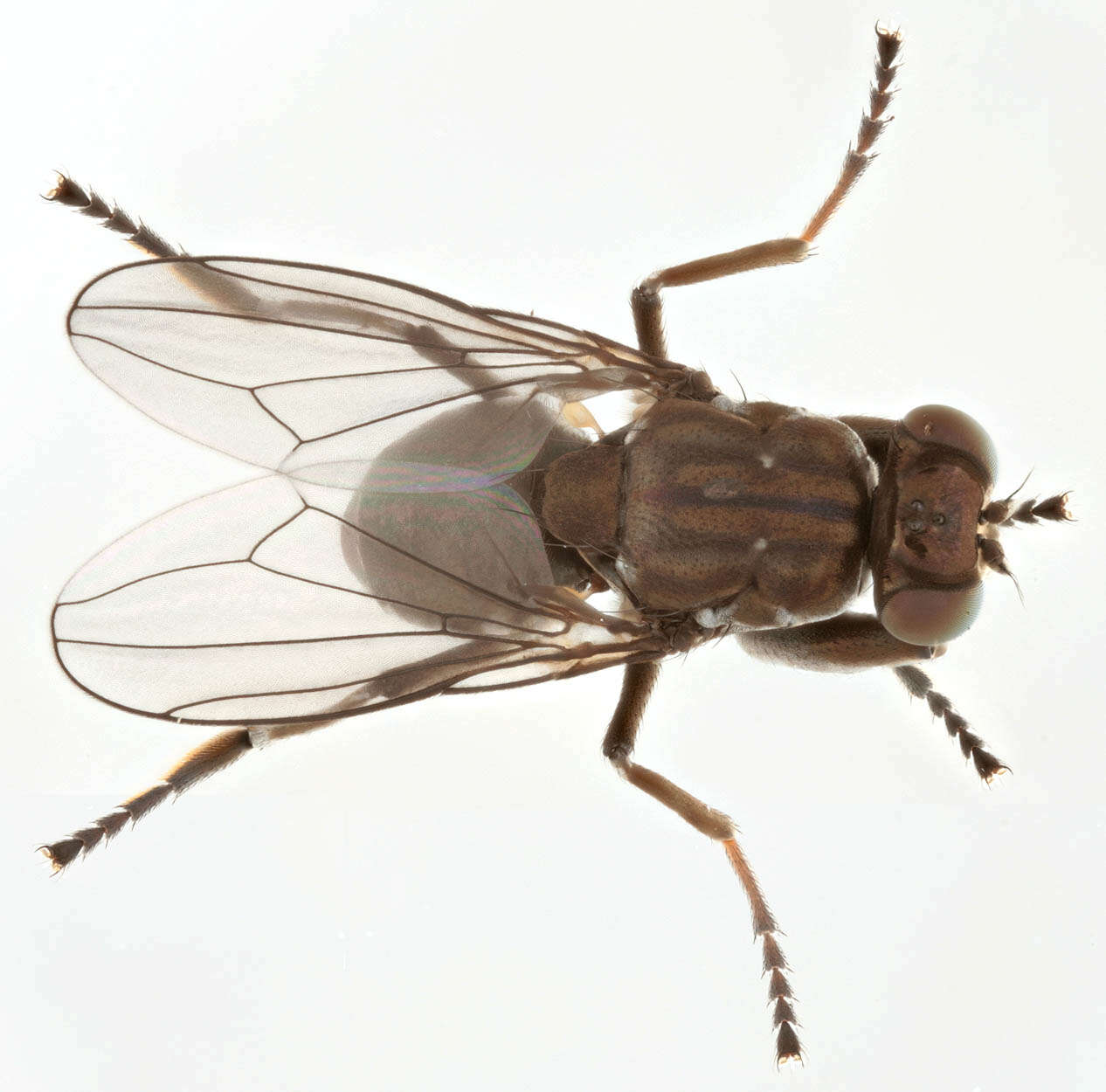 Image of Mantis Fly