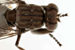 Image of Mantis Fly