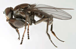 Image of Mantis Fly