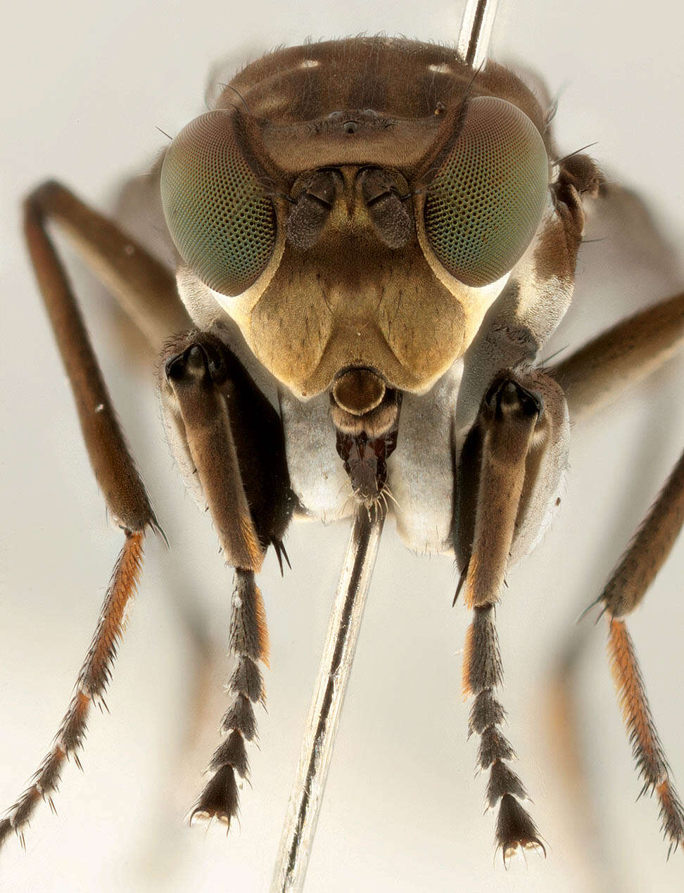 Image of Mantis Fly