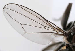 Image of Mantis Fly