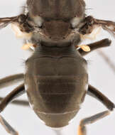 Image of Mantis Fly