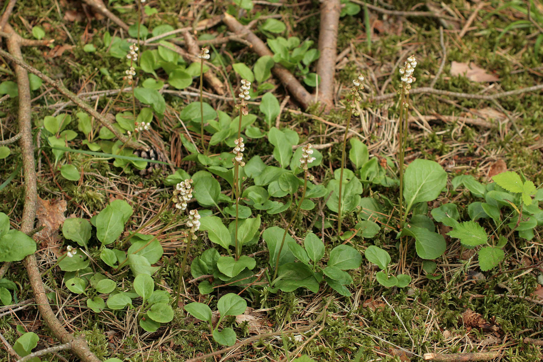 Image of common wintergreen