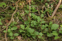 Image of common wintergreen