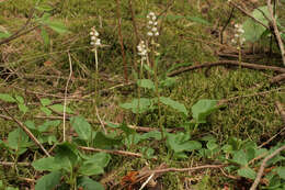 Image of common wintergreen