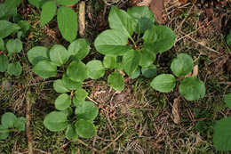 Image of common wintergreen