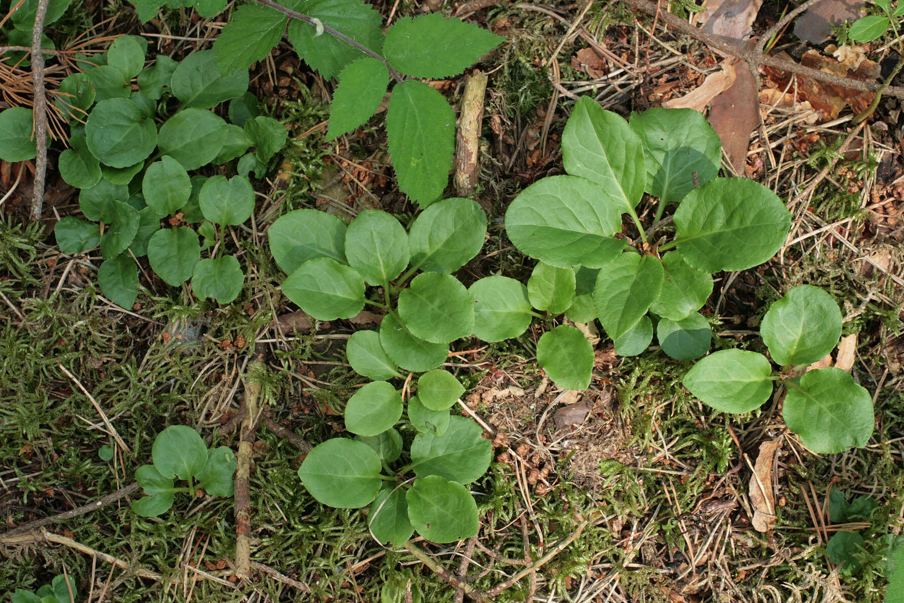 Image of common wintergreen