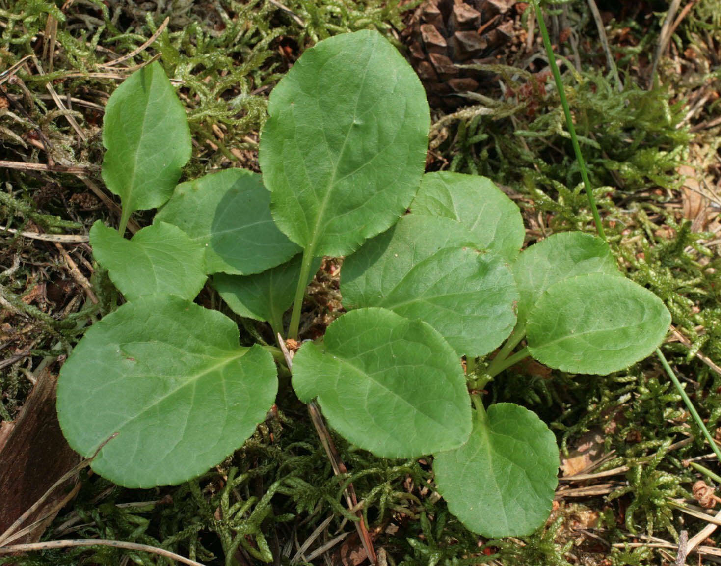 Image of common wintergreen