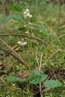 Image of common wintergreen