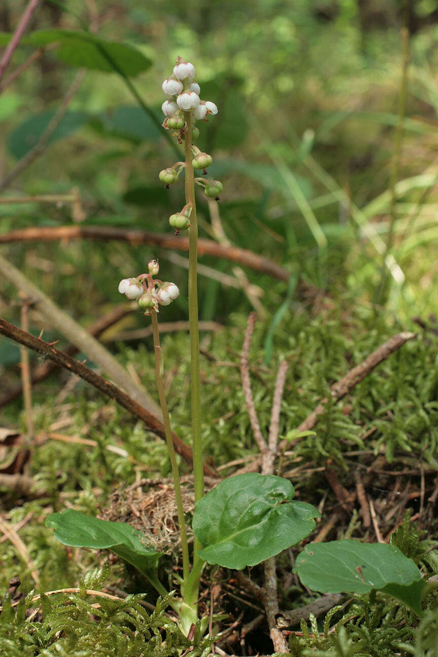 Image of common wintergreen