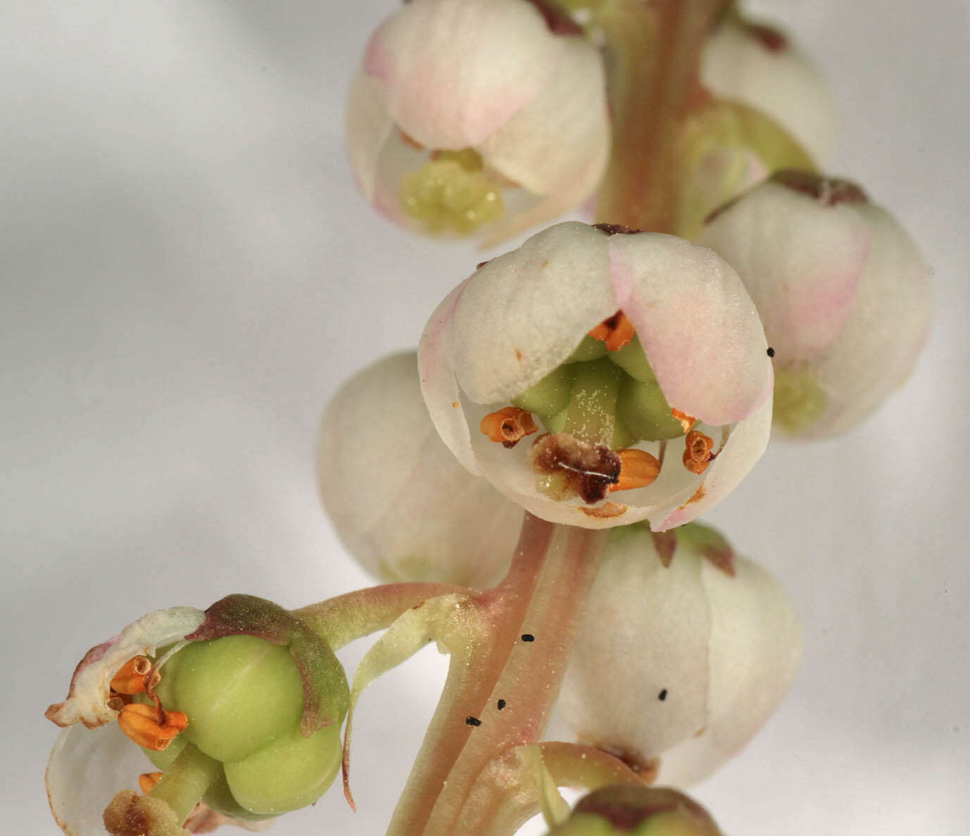 Image of common wintergreen