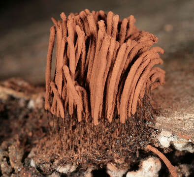 Image of Stemonitis axifera