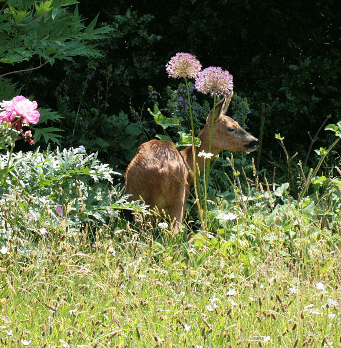 Image of Roe Deer