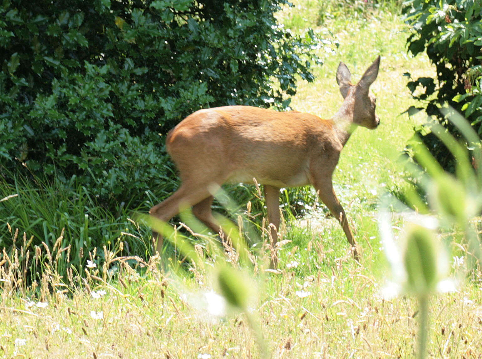 Image of Roe Deer