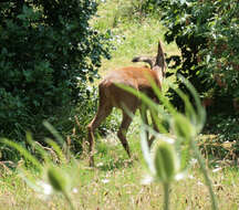 Image of Roe Deer