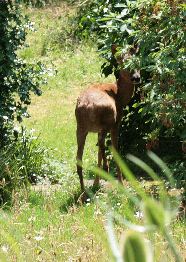 Image of Roe Deer