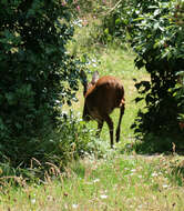 Image of Roe Deer