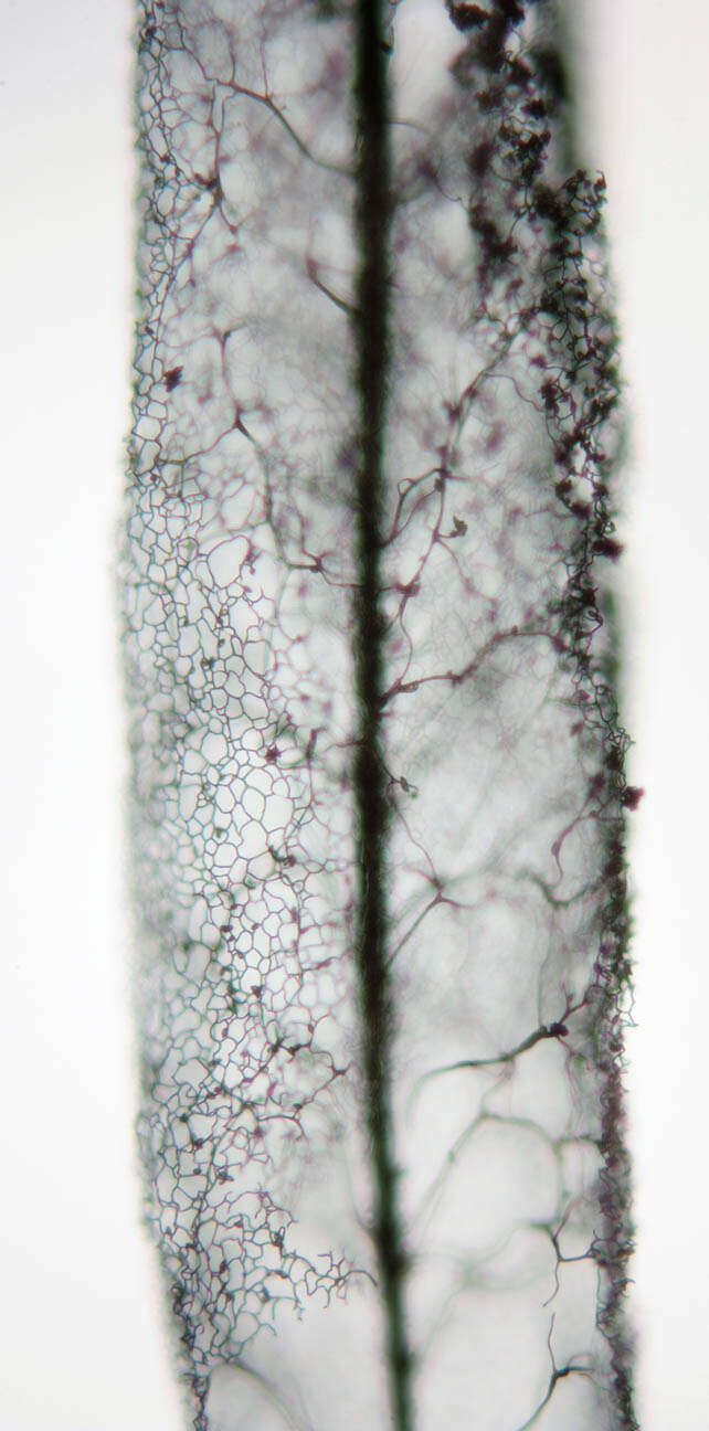 Image of Stemonitis axifera