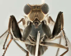 Image of Mantis Fly