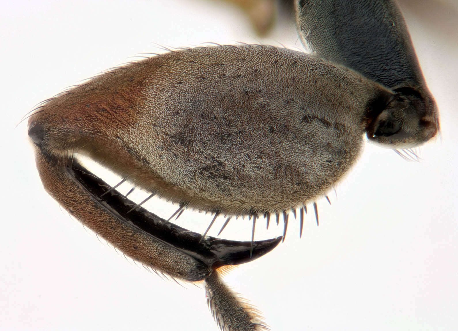 Image of Mantis Fly