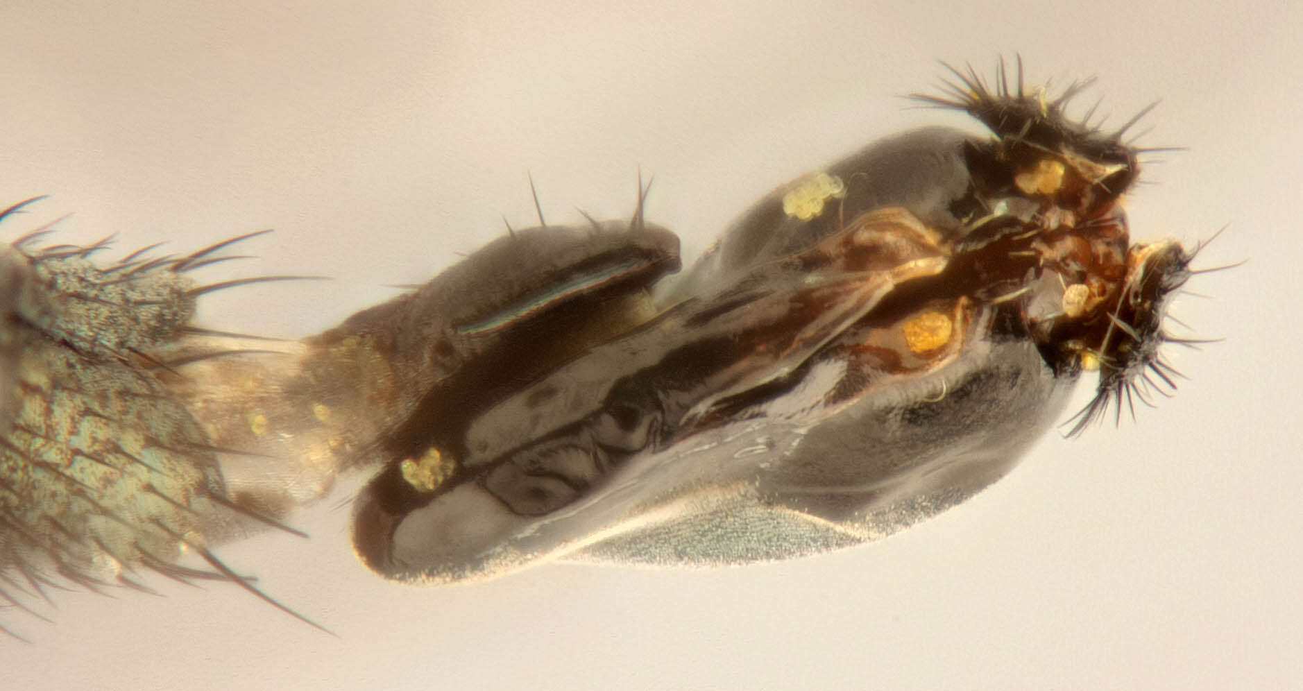 Image of Hercostomus