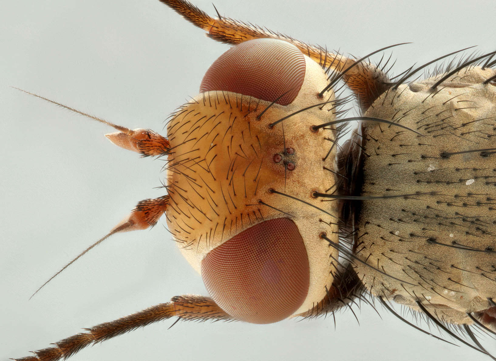 Image of Melieria crassipennis (Fabricius 1794)