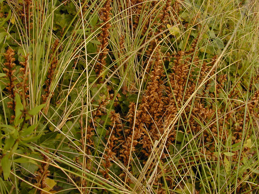 Image of ivy broomrape