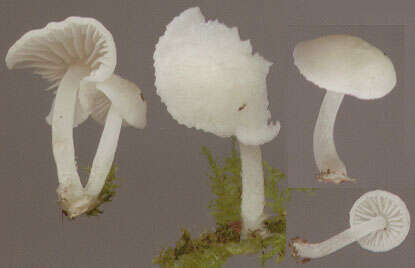 Hemimycena tortuosa (P. D. Orton) Redhead 1980 resmi