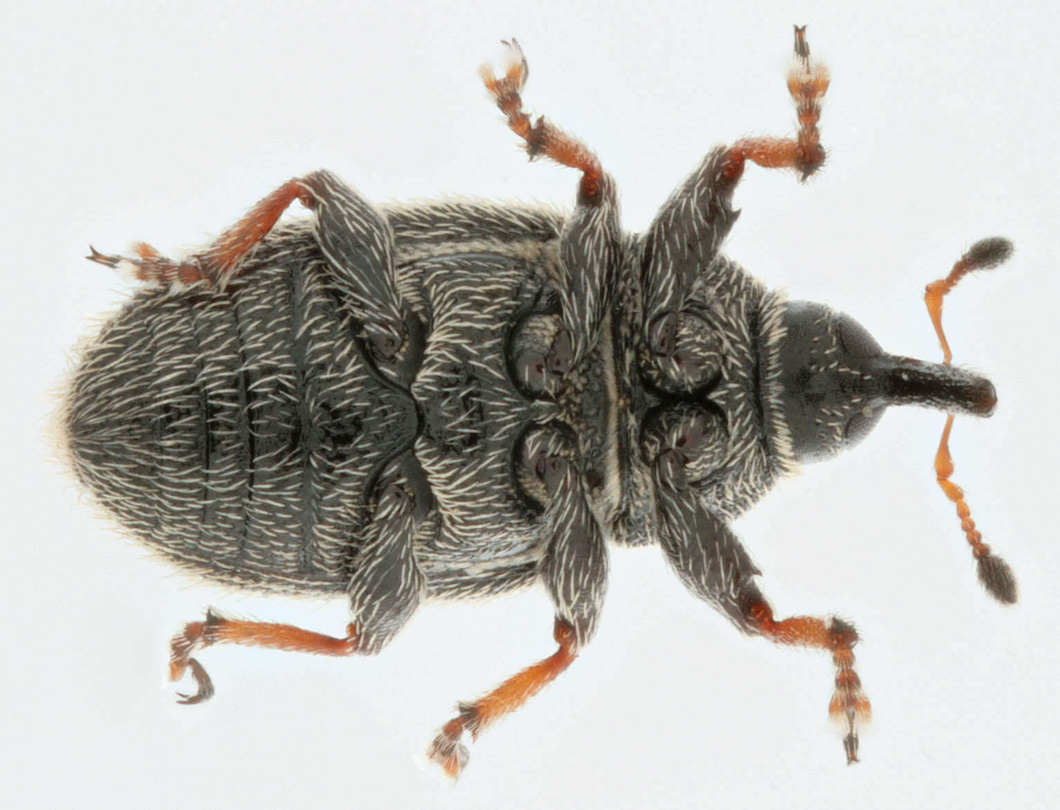 Image of Mecinus pascuorum Caldara 2001