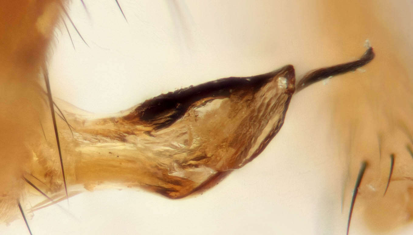 Image of Sapromyza quadripunctata (Linnaeus 1767)