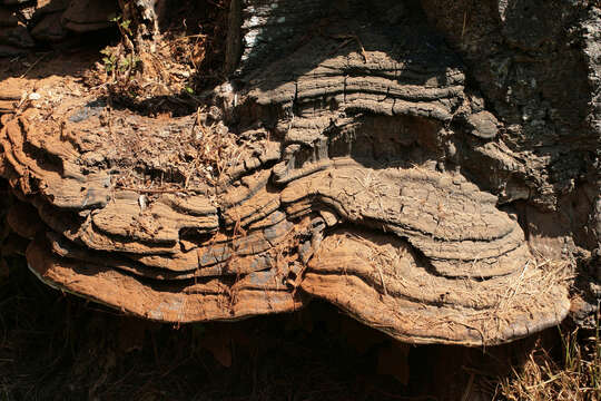 Imagem de Ganoderma australe (Fr.) Pat. 1889