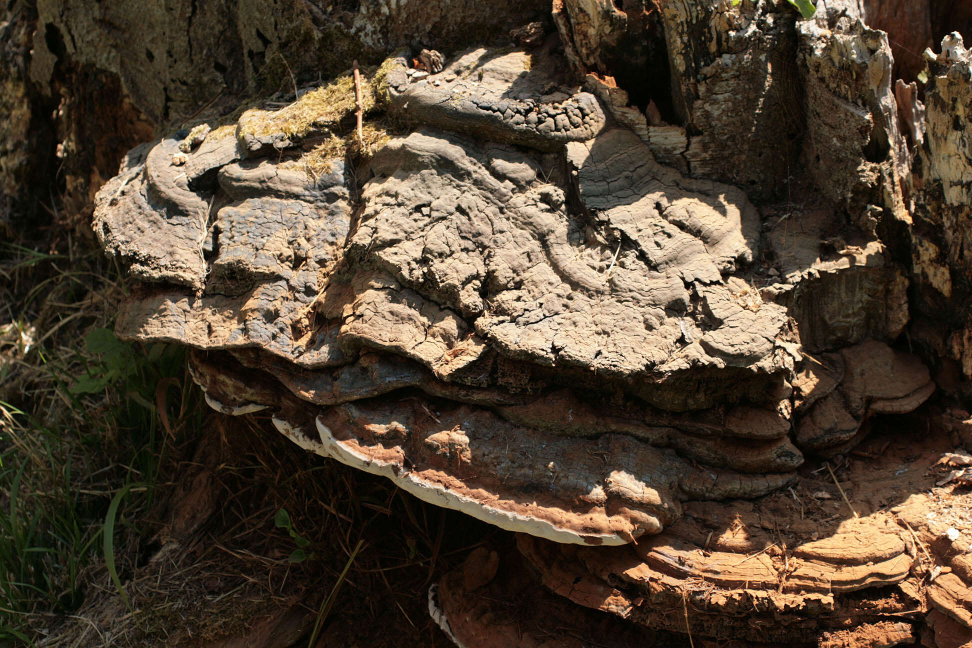 Image of Ganoderma australe (Fr.) Pat. 1889