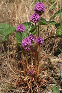 Image of Pyramidal orchid