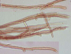 Plancia ëd Flammulina velutipes (Curtis) Singer 1951