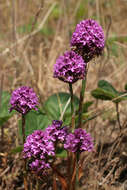 Image of Pyramidal orchid