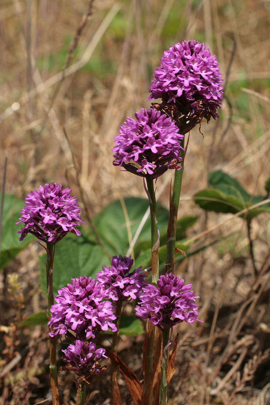 Image de Orchis pyramidal